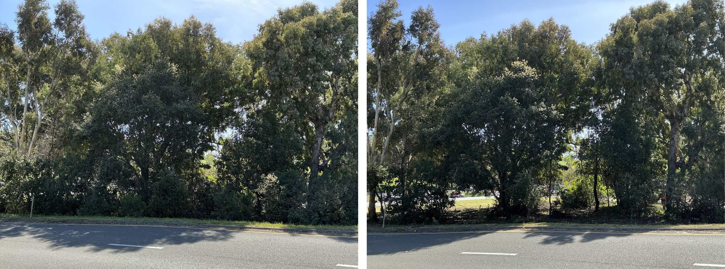 Overgrown areas of vegetation will be thinned out. Wooded vegetation piles will be cleaned up and chipped.