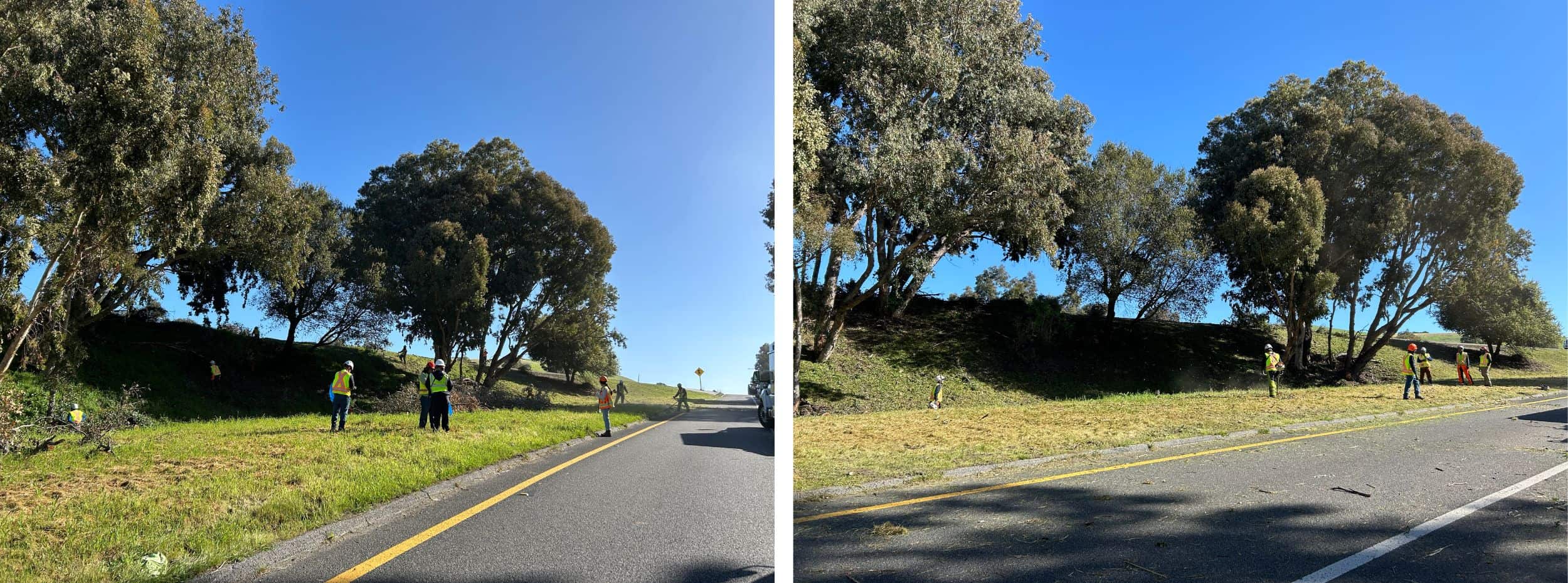 Low-growing tree branches and excess vegetation are cut away from the lower portion of the trees to create a separation between the tree canopy and ground fuels. Weeds, grasses and ground vegetation within the public right of way are trimmed to shorter than 6".