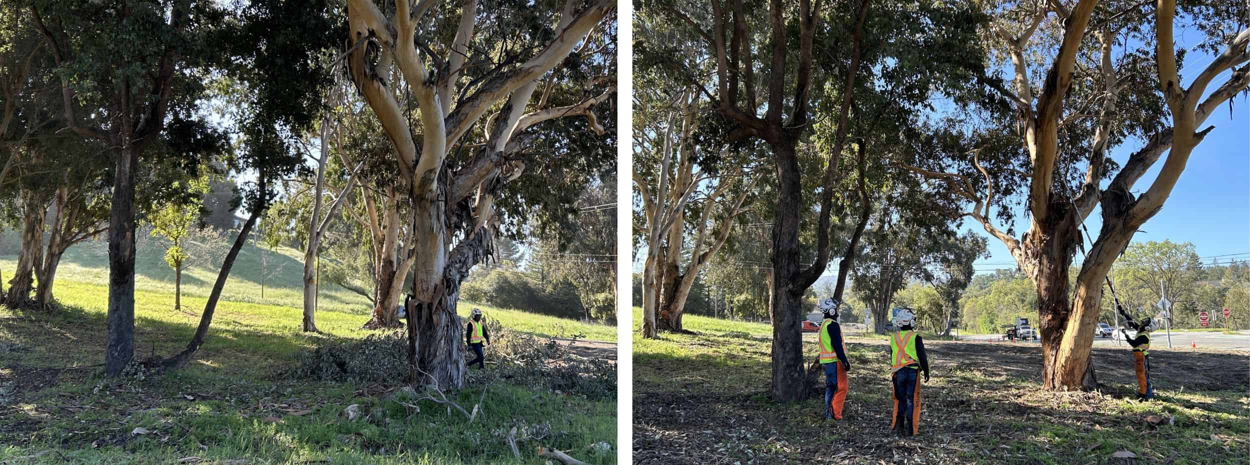 Low-growing tree branches and excess vegetation are cut away from the lower portion of the trees to create a separation between the tree canopy and ground fuels. Wooded vegetation piles will be cleaned up and chipped.