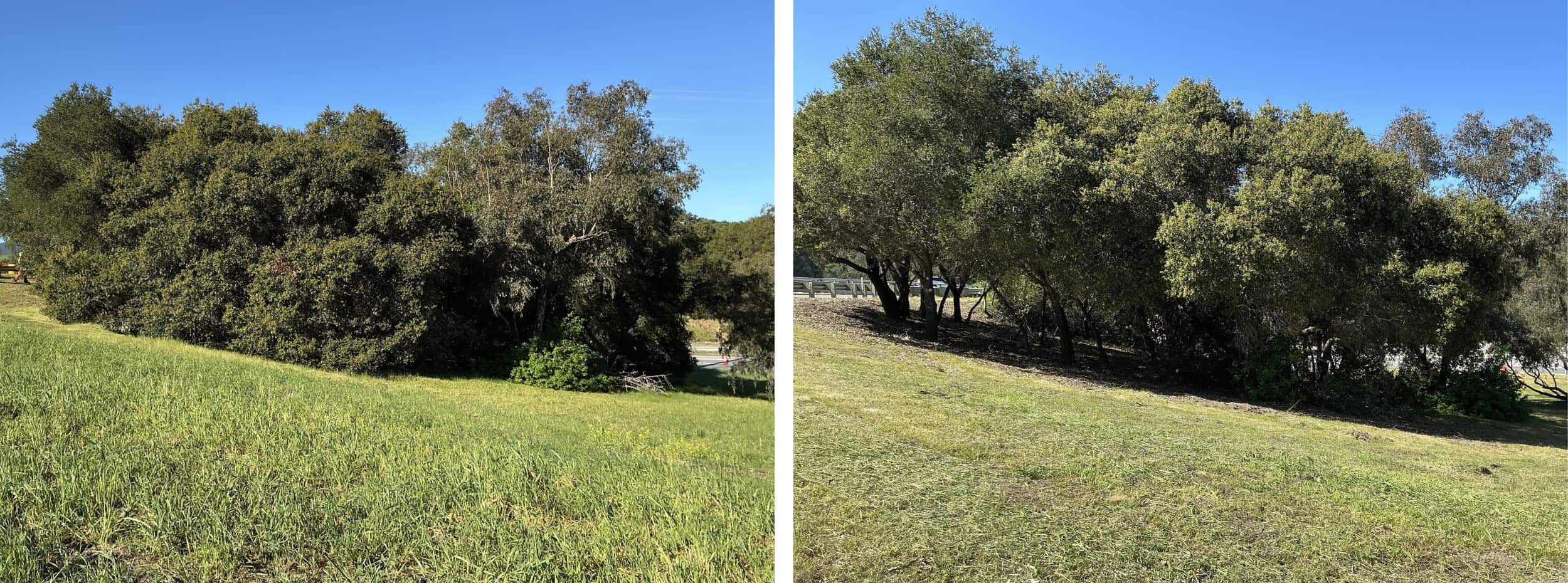 Overgrown areas of vegetation will be thinned out. Wooded vegetation piles will be cleaned up and chipped.