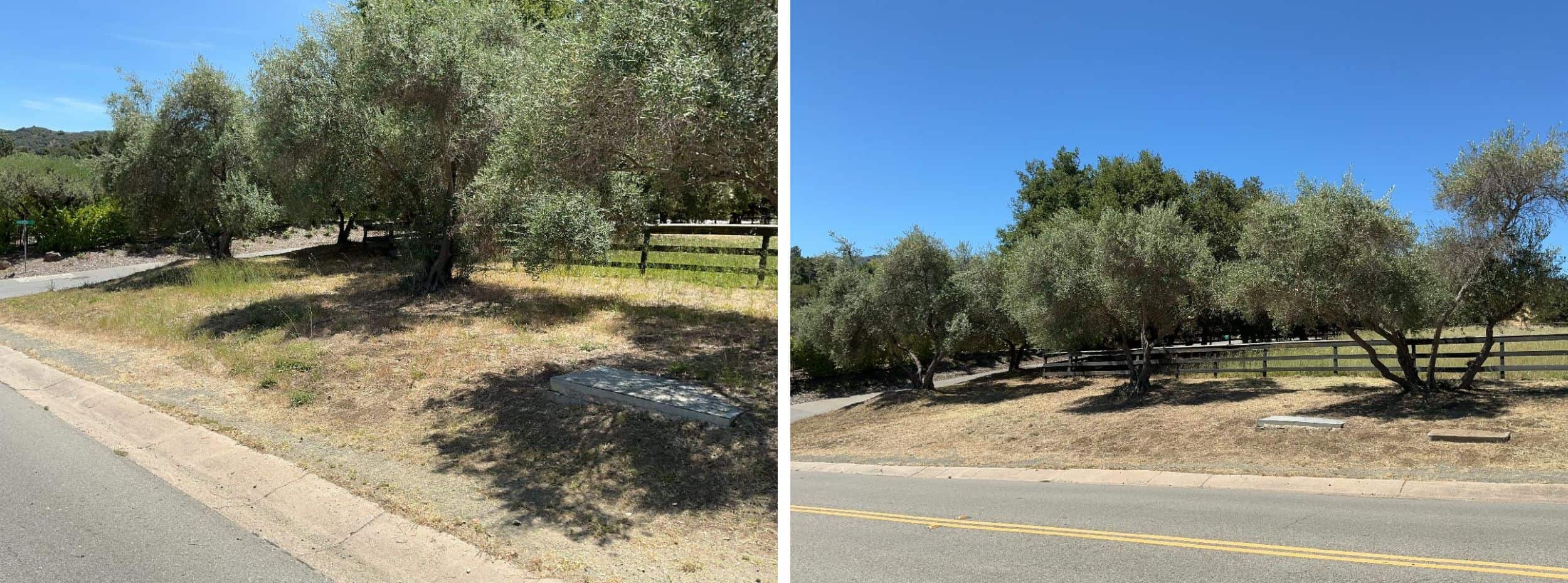 Low-growing tree branches and excess vegetation are cut away from the lower portion of the trees to create a separation between the tree canopy and ground fuels.