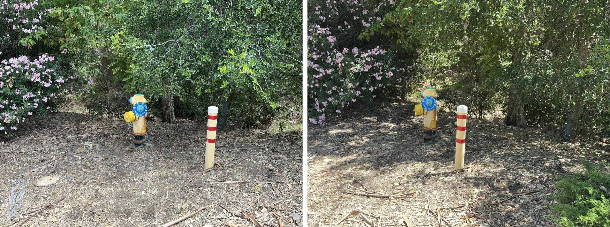 Vegetation will be cleared within a 3 foot bubble around fire hydrants to allow for proper identification and use of these assets by emergency service personnel.