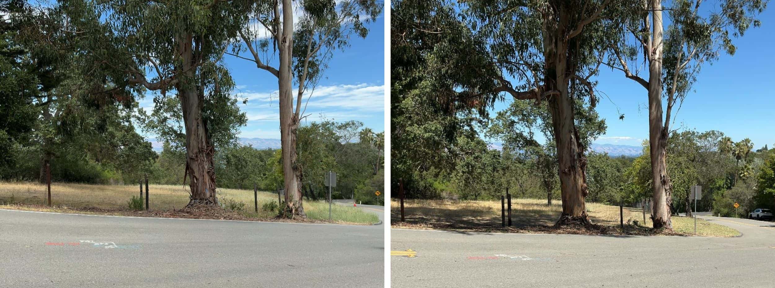 Low-growing tree branches and excess vegetation are cut away from the lower portion of the trees to create a separation between the tree canopy and ground fuels.