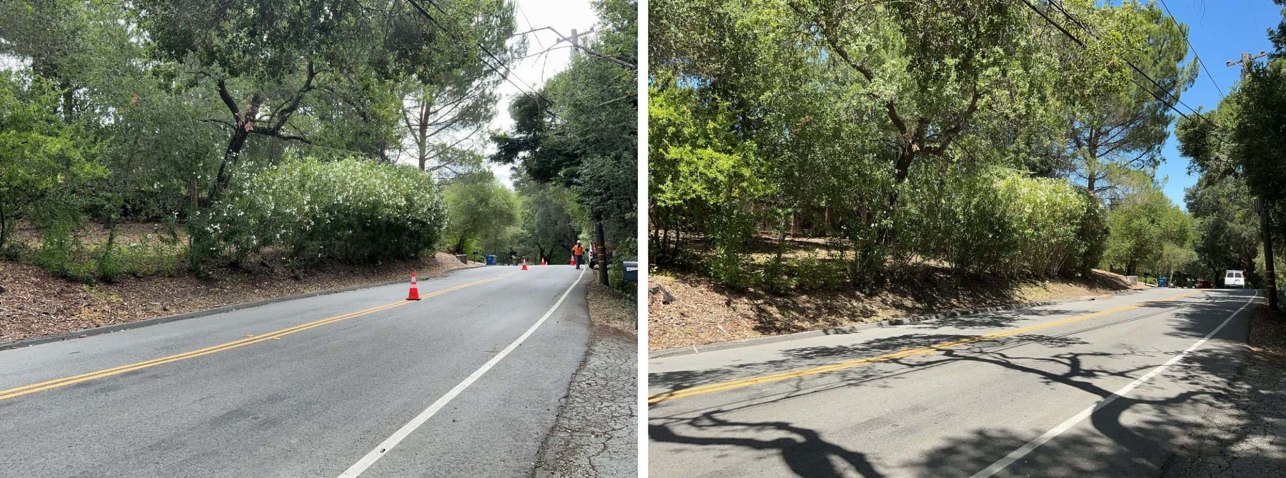 Overgrown areas of vegetation will be thinned out.