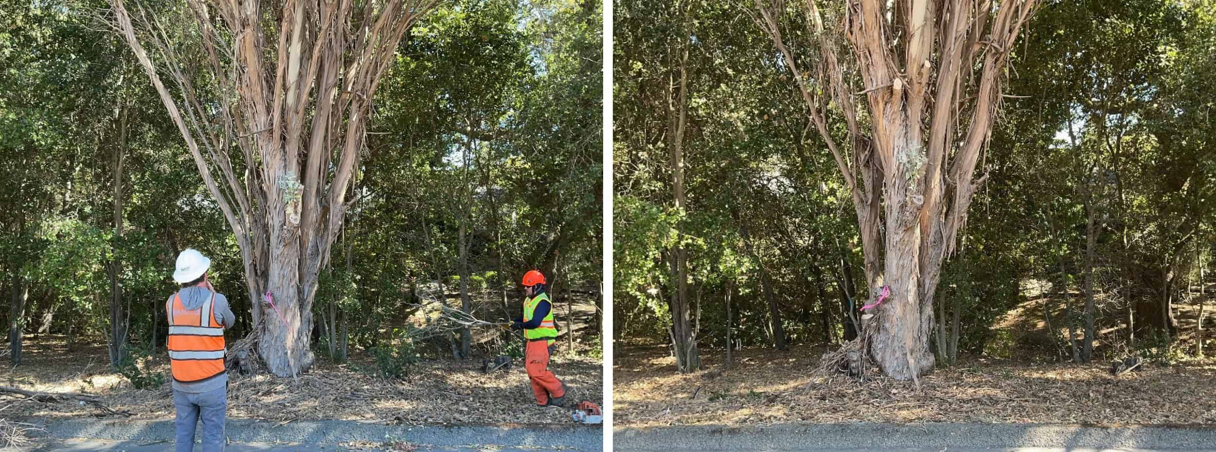 Hazardous vegetation, including brush, grasses, and tree limbs, is cleared to the fence line.