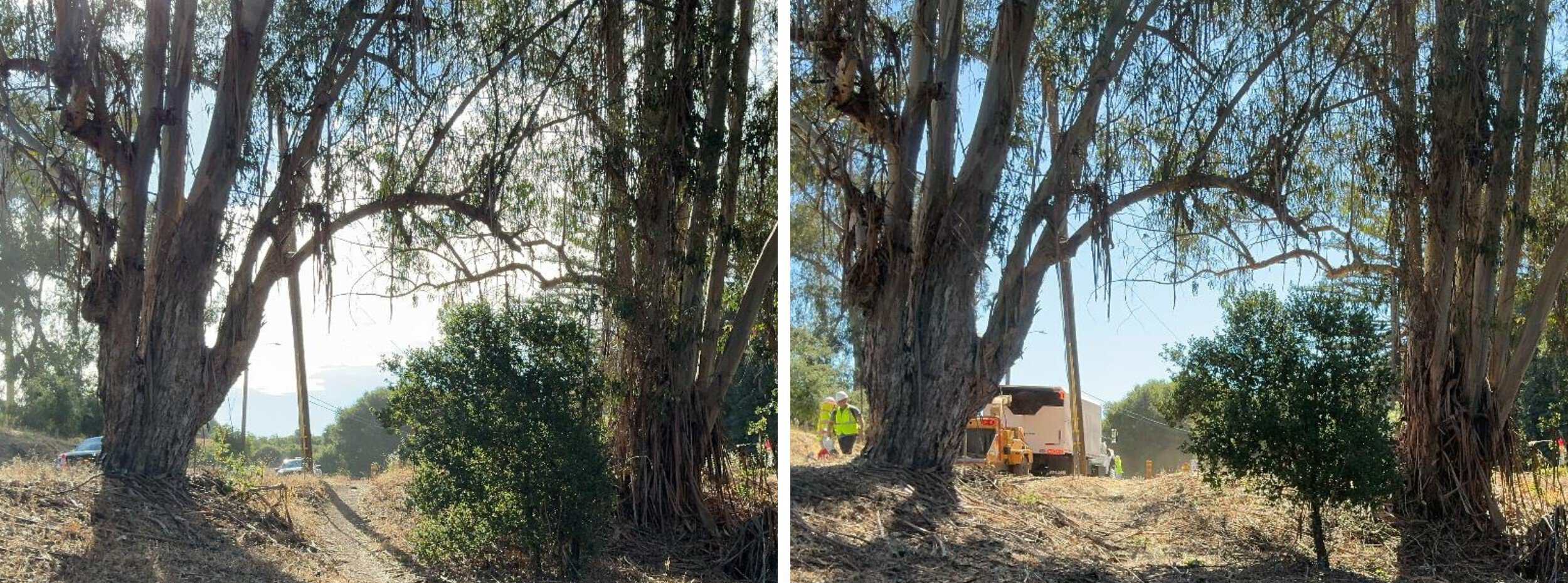 Low-growing tree branches and excess vegetation are cut away from the lower portion of the trees to create a separation between the tree canopy and ground fuels. Overgrown areas of vegetation will be thinned out. When there's a path, as shown here, the easement allows for trimming and additional 1 foot on each side of the path.