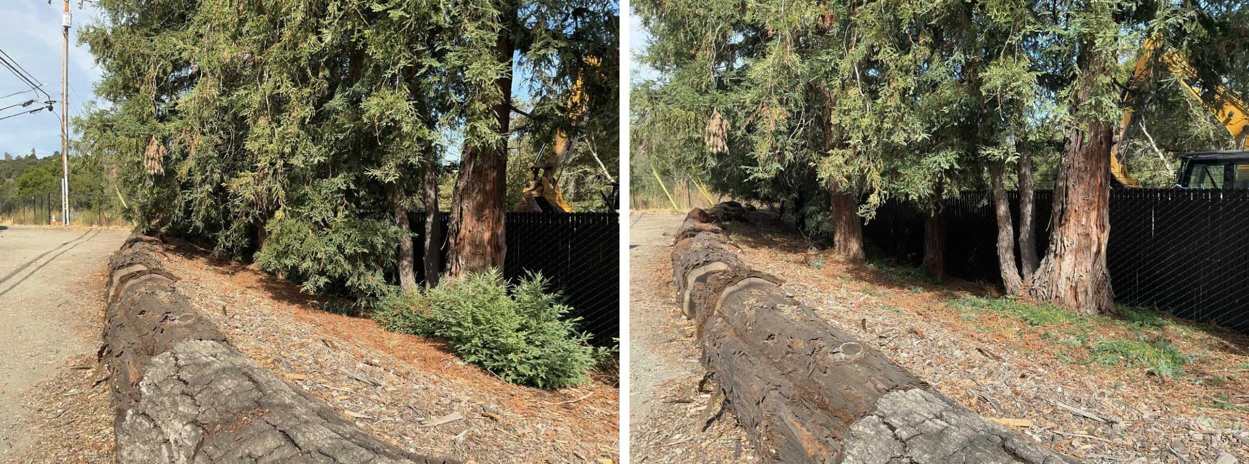Low-growing tree branches and excess vegetation are cut away from the lower portion of the trees to create a separation between the tree canopy and ground fuels. Hazardous vegetation, including brush, grasses, and tree limbs, is cleared to the fence line.