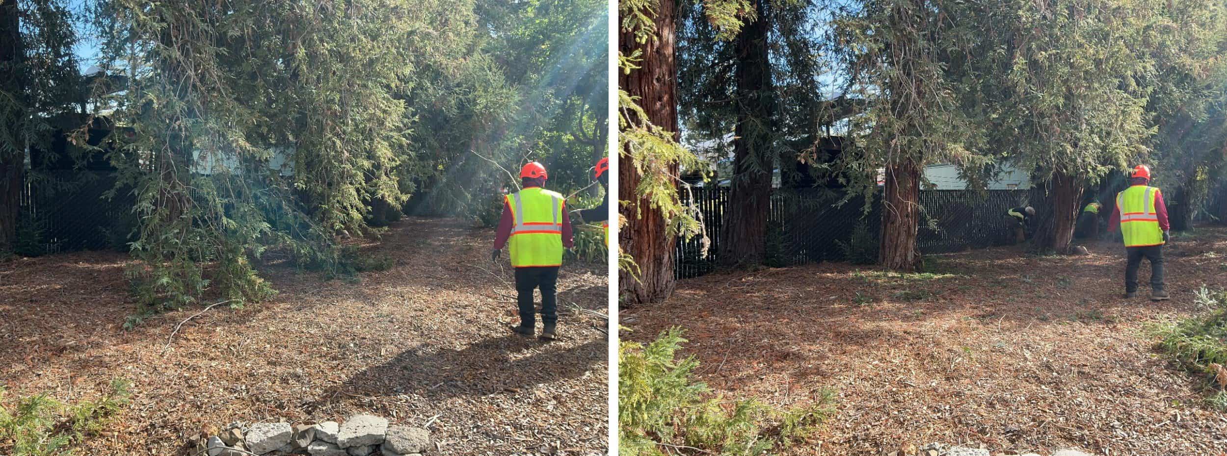Low-growing tree branches and excess vegetation are cut away from the lower portion of the trees to create a separation between the tree canopy and ground fuels. Hazardous vegetation, including brush, grasses, and tree limbs, is cleared to the fence line.
