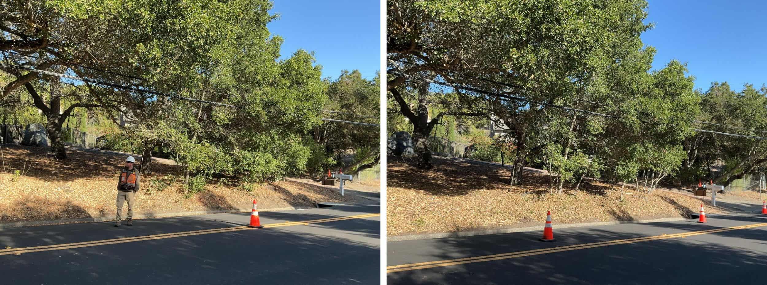 Low-growing tree branches and excess vegetation are cut away from the lower portion of the trees to create a separation between the tree canopy and ground fuels.