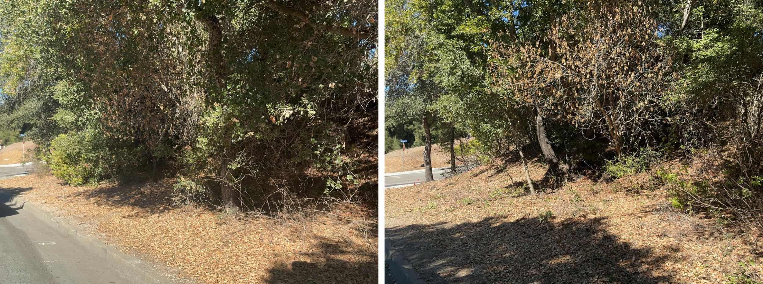 Low-growing tree branches and excess vegetation are cut away from the lower portion of the trees to create a separation between the tree canopy and ground fuels.