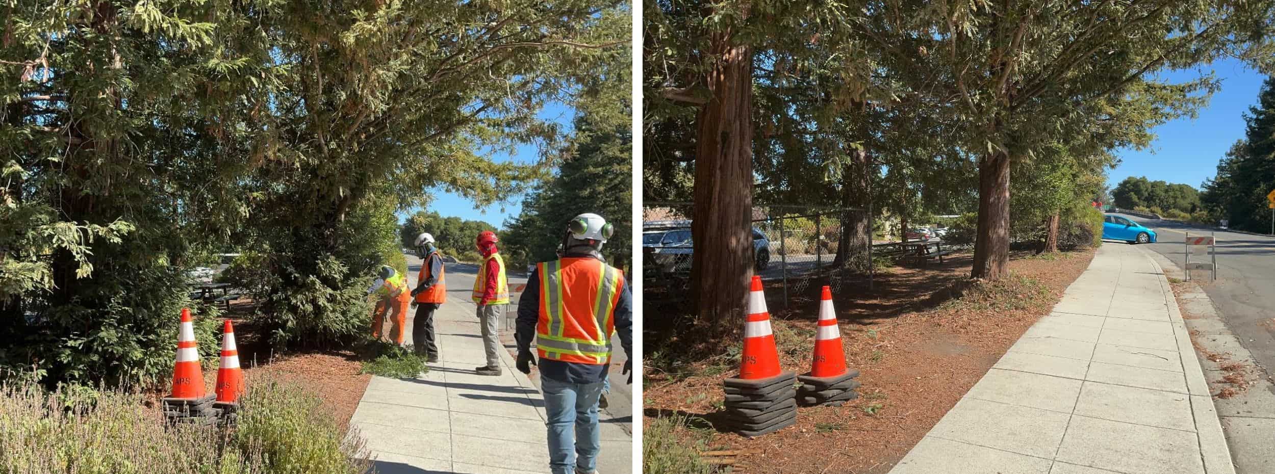 Low-growing tree branches and excess vegetation are cut away from the lower portion of the trees to create a separation between the tree canopy and ground fuels.