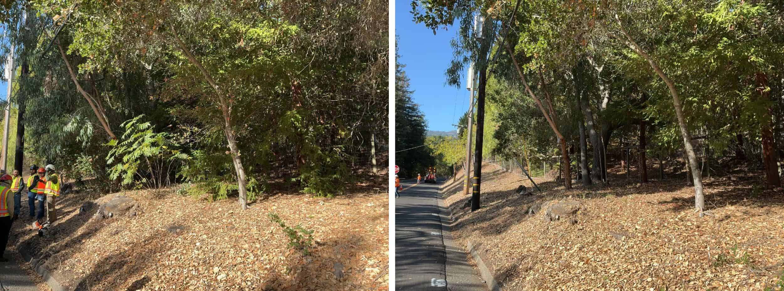 Low-growing tree branches and excess vegetation are cut away from the lower portion of the trees to create a separation between the tree canopy and ground fuels.
