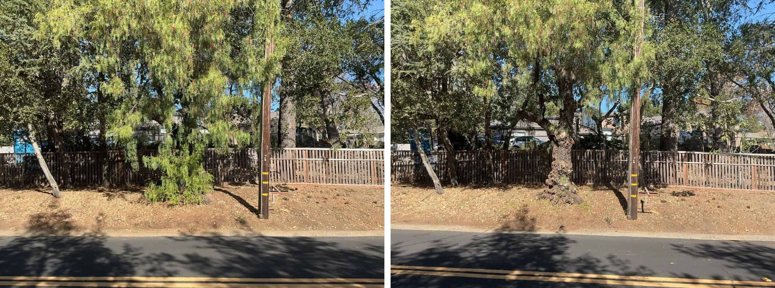 Low-growing tree branches and excess vegetation are cut away from the lower portion of the trees to create a separation between the tree canopy and ground fuels.