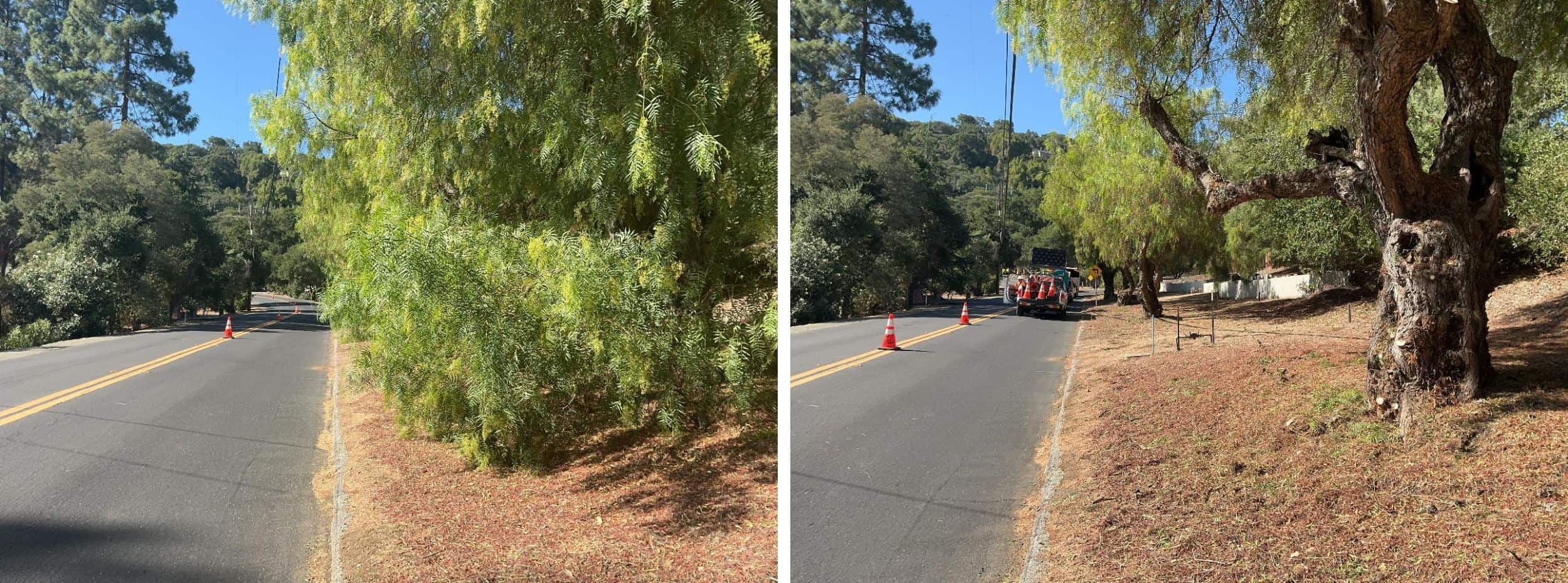Low-growing tree branches and excess vegetation are cut away from the lower portion of the trees to create a separation between the tree canopy and ground fuels.
