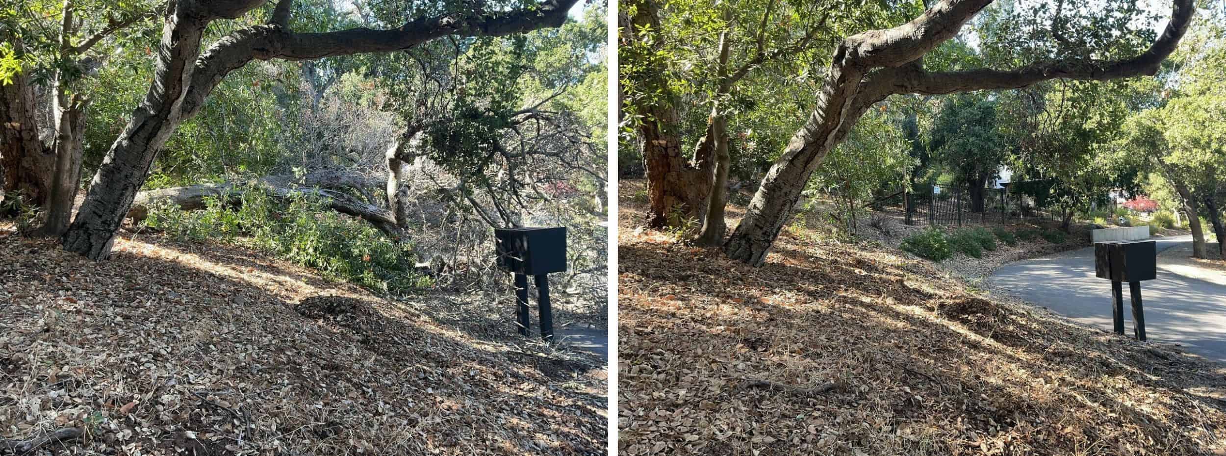 Low-growing tree branches and excess vegetation are cut away from the lower portion of the trees to create a separation between the tree canopy and ground fuels.