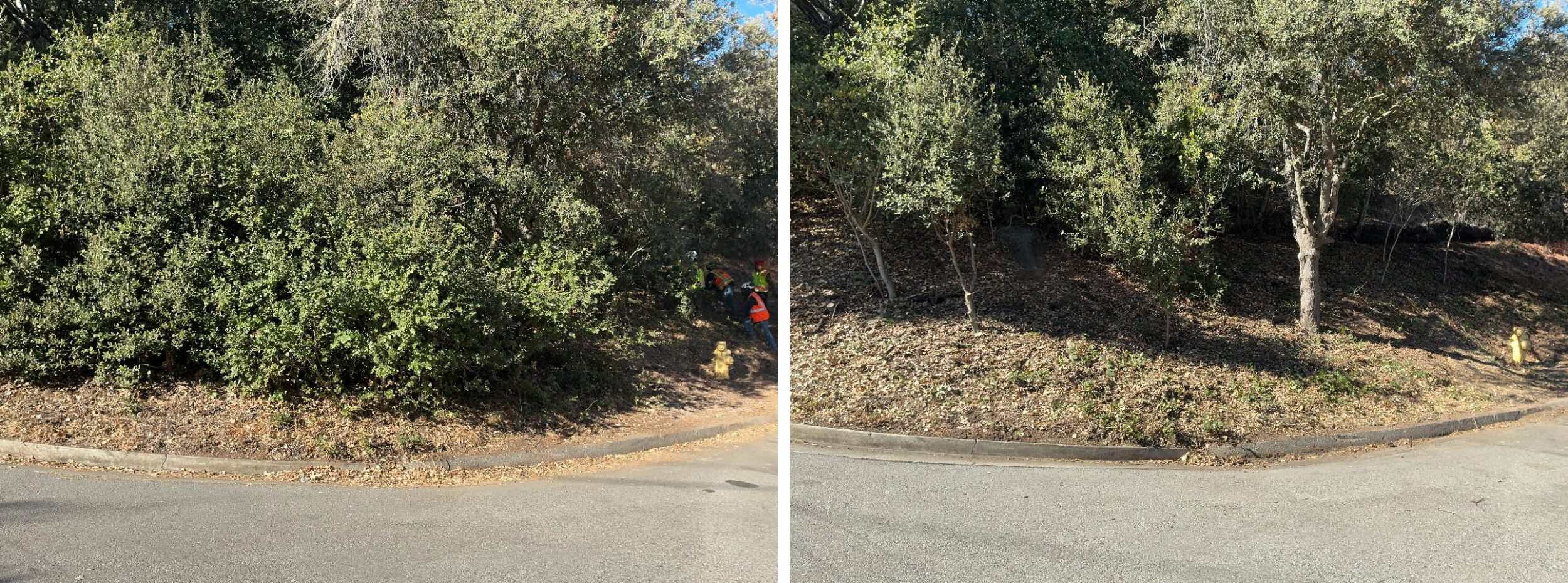 Low-growing tree branches and excess vegetation are cut away from the lower portion of the trees to create a separation between the tree canopy and ground fuels.