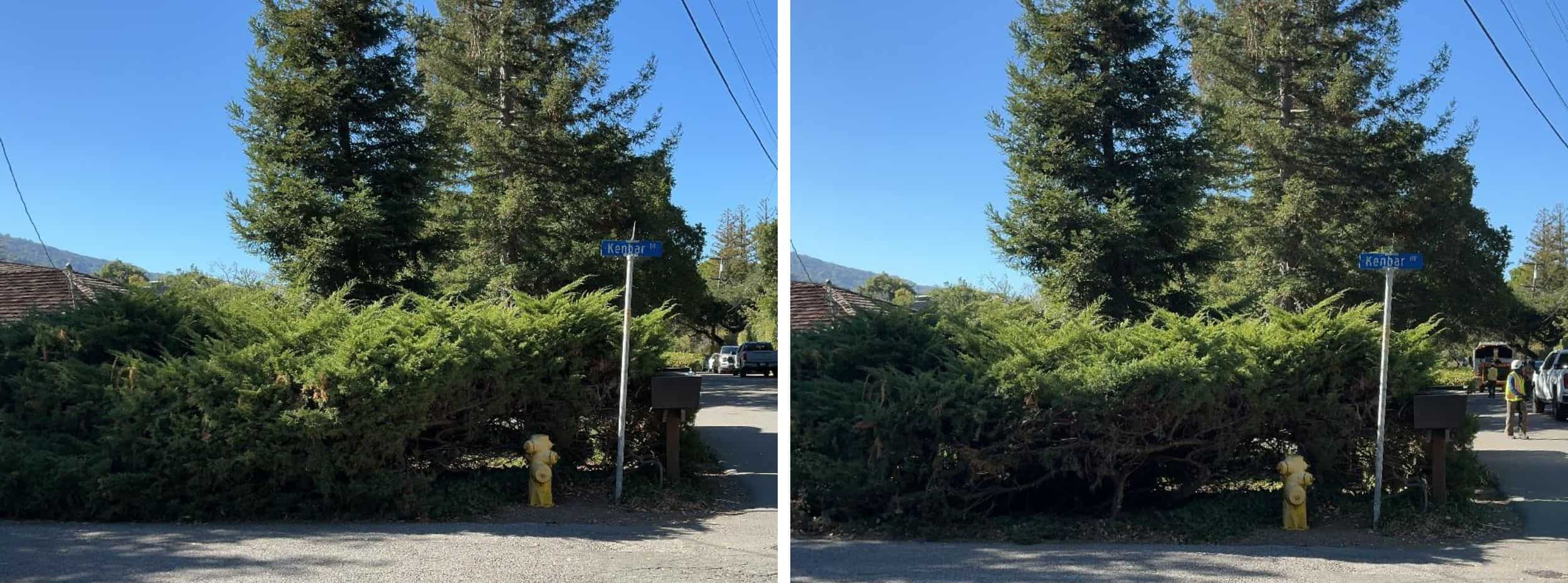 Low-growing tree branches and excess vegetation are cut away from the lower portion of the trees to create a separation between the tree canopy and ground fuels.