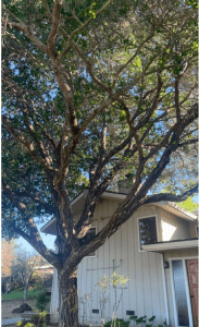 Image of a large tree growing over the roof and chimney of a home, creating a potential ignition source in the event of a wildfire.