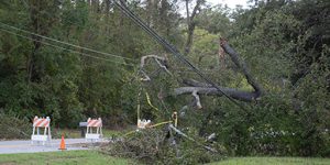 A fallen tree across powerlines