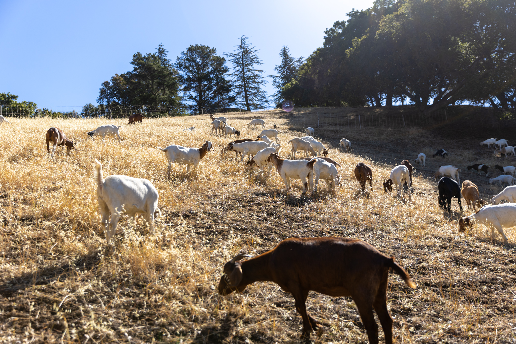 Several goats grazing on a grassy hillside against the backdrop of a sunny blue sky.