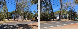 Low-growing tree branches and excess vegetation are cut away from the lower portion of the trees to create a separation between the tree canopy and ground fuels.