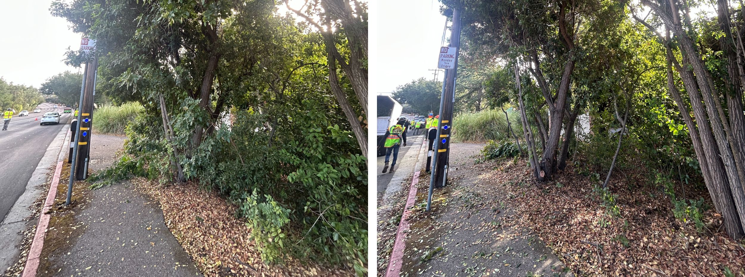 Low-growing tree branches and excess vegetation are cut away from the lower portion of the trees to create a separation between the tree canopy and ground fuels. Overgrown areas of vegetation will be thinned out.