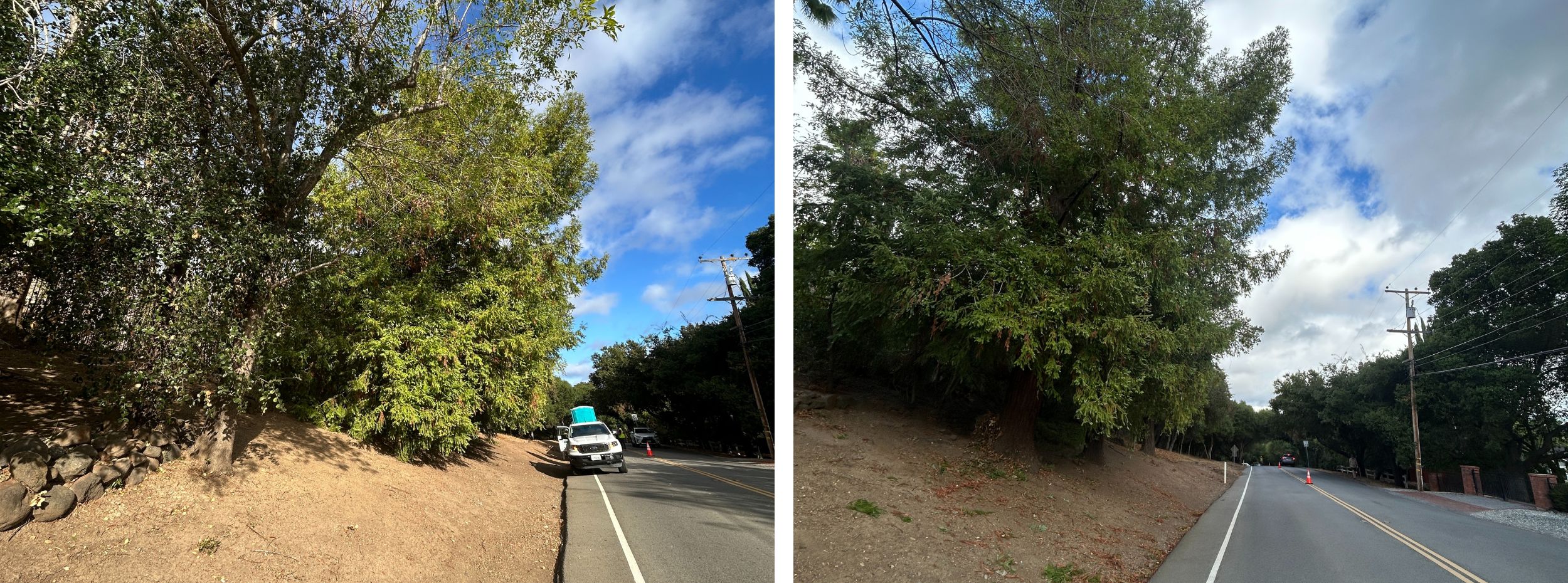 Low-growing tree branches and excess vegetation are cut away from the lower portion of the trees to create a separation between the tree canopy and ground fuels.