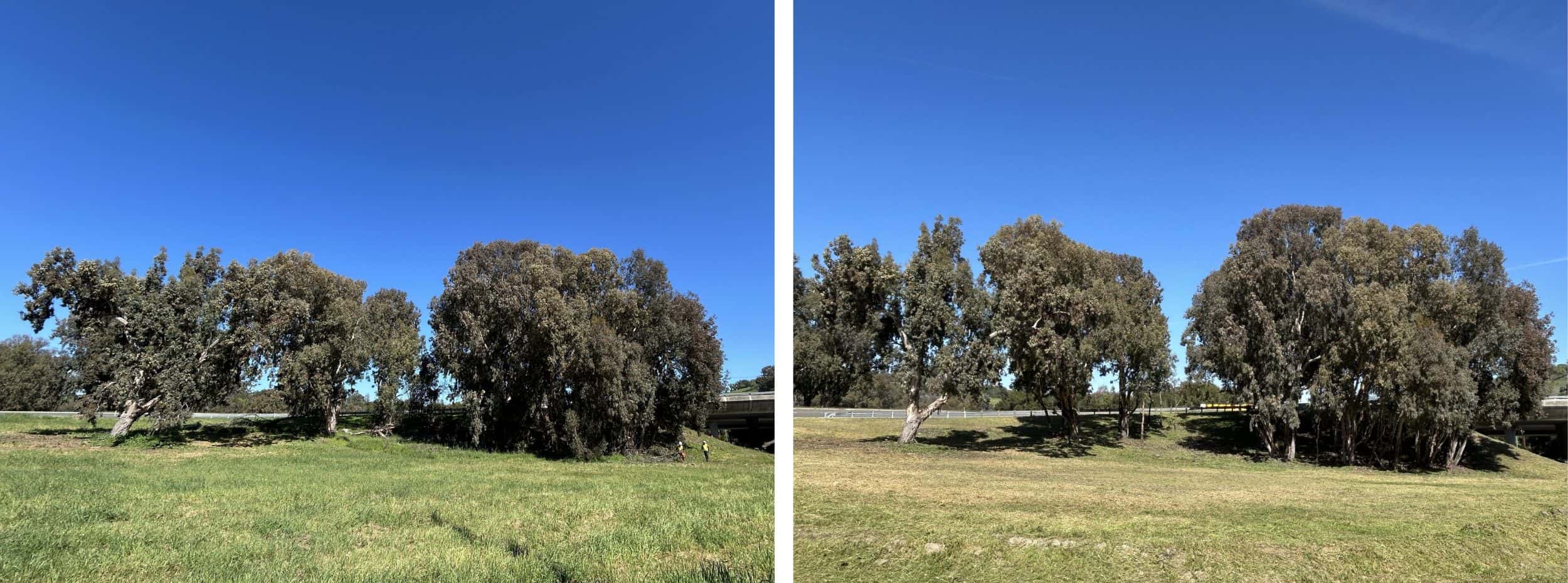 Low-growing tree branches and excess vegetation are cut away from the lower portion of the trees to create a separation between the tree canopy and ground fuels. Weeds, grasses and ground vegetation within the public right of way are trimmed to shorter than 6".